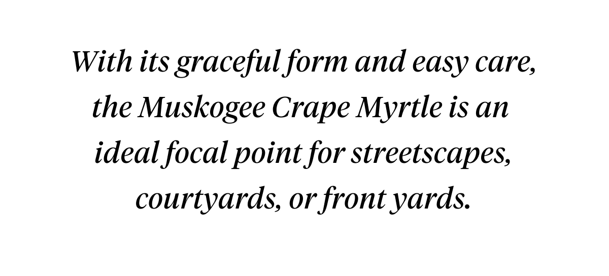 With its graceful form and easy care, the Muskogee Crape Myrtle is an ideal focal point for streetscapes, courtyards, or front yards.