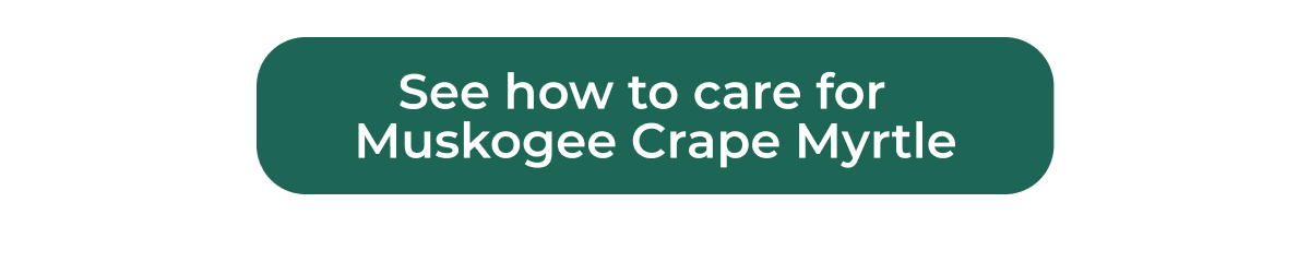 See how to care for Muskogee Crape Myrtle