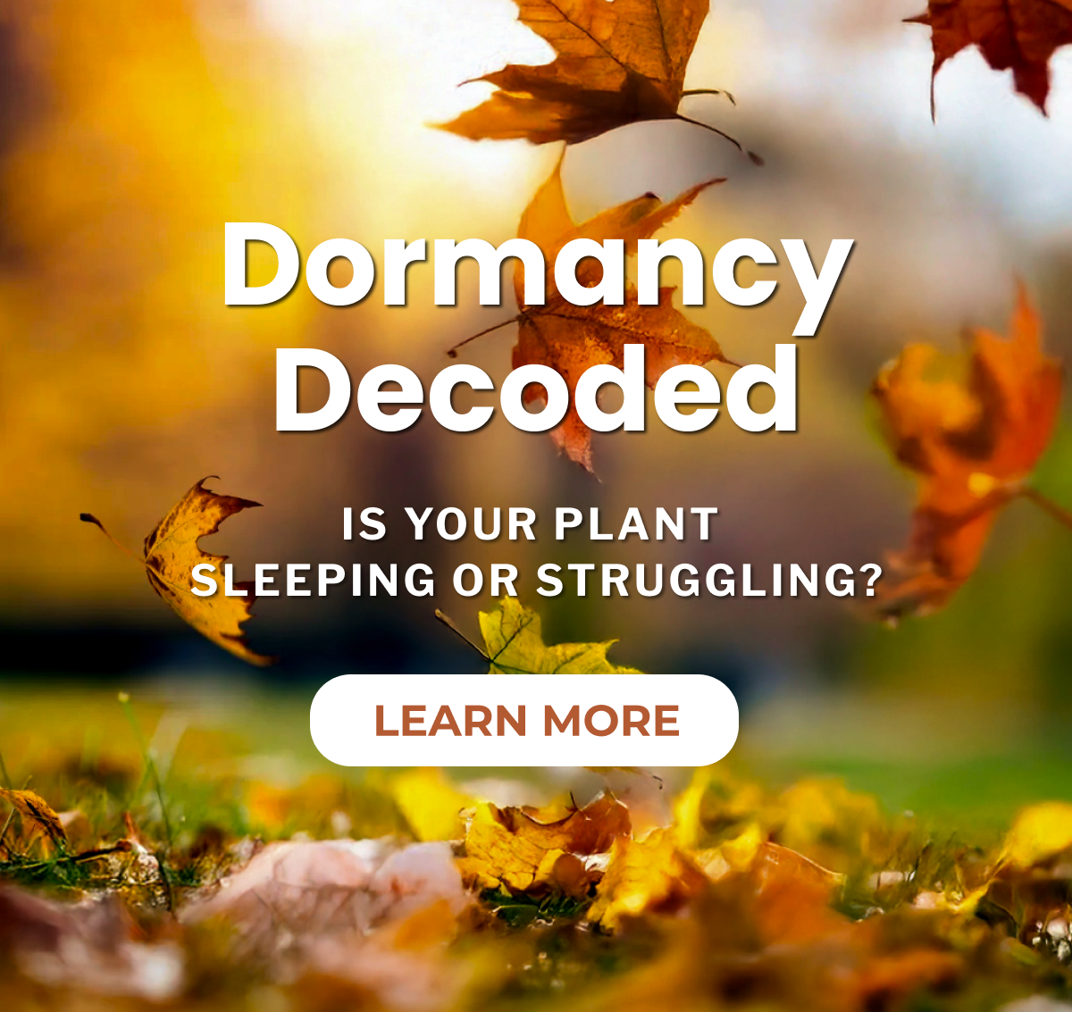 Dormancy Decoded IS YOUR PLANT SLEEPING OR STRUGGLING?  LEARN MORE
