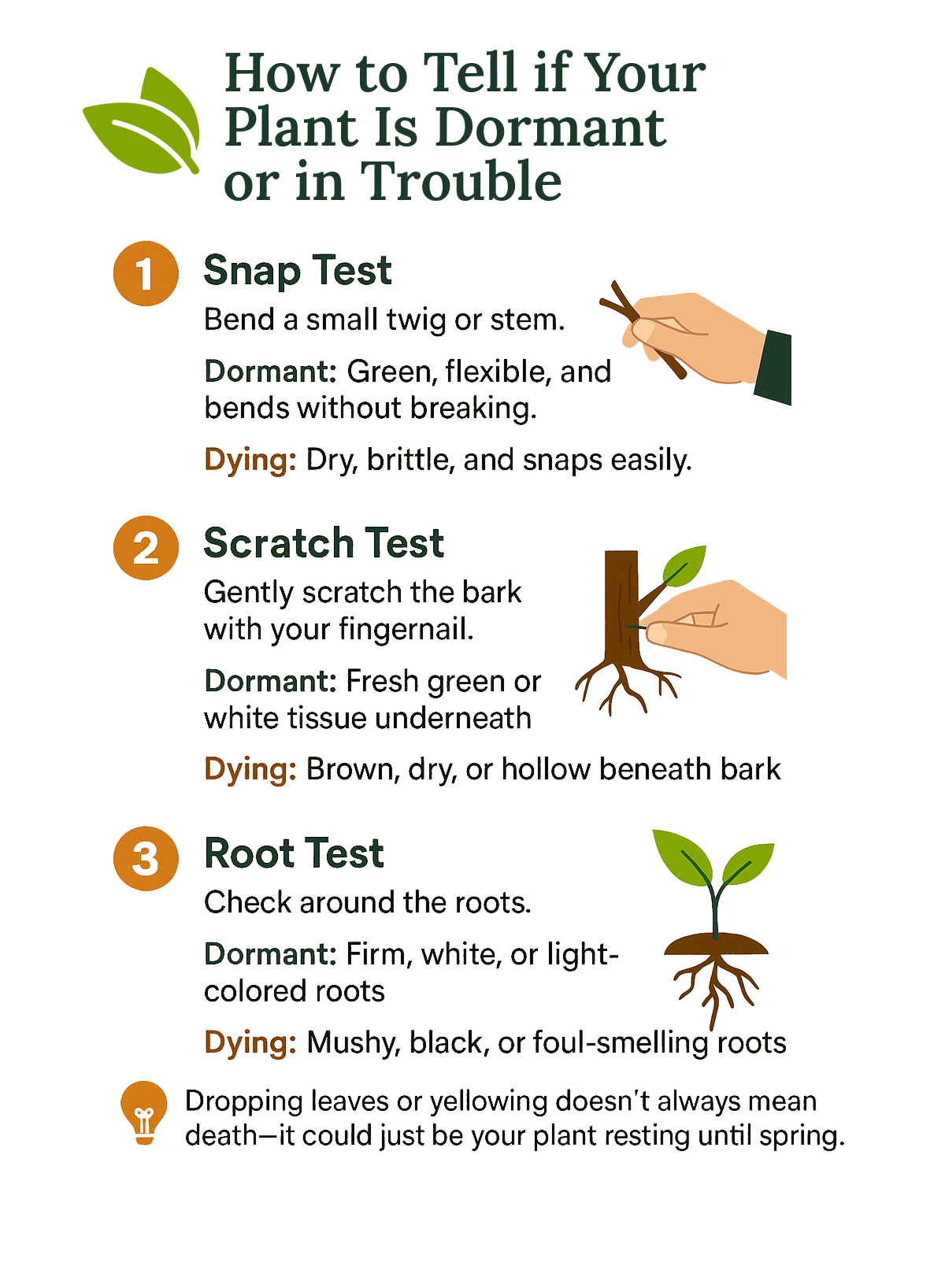 How to Tell if Your Plant Is Dormant or in Trouble