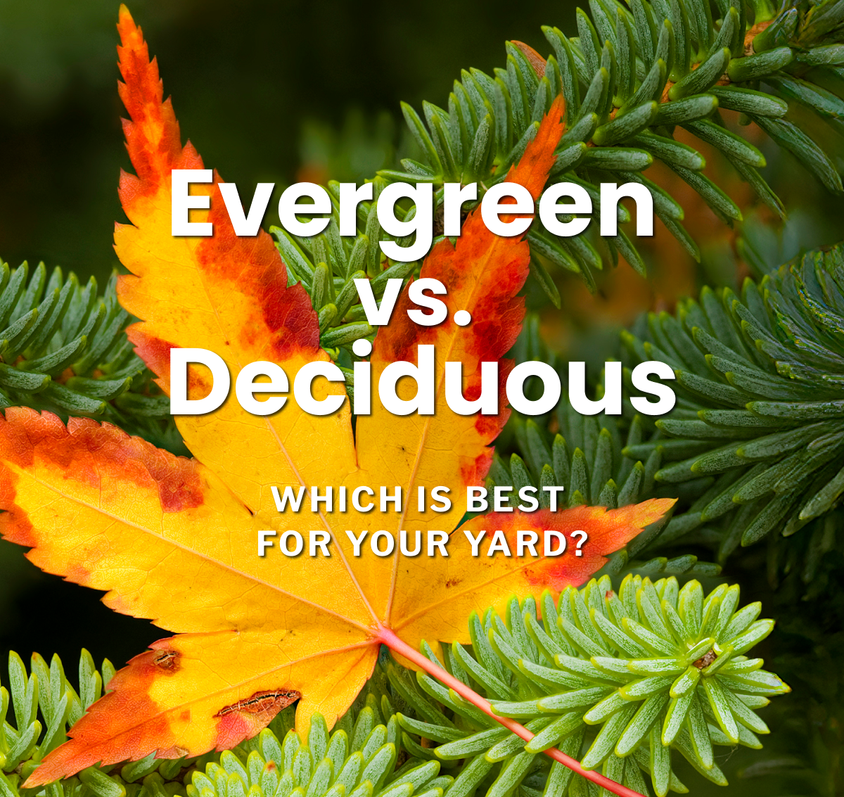 Evergreen VS. Deciduous WHICH IS BEST FOR YOUR YARD?