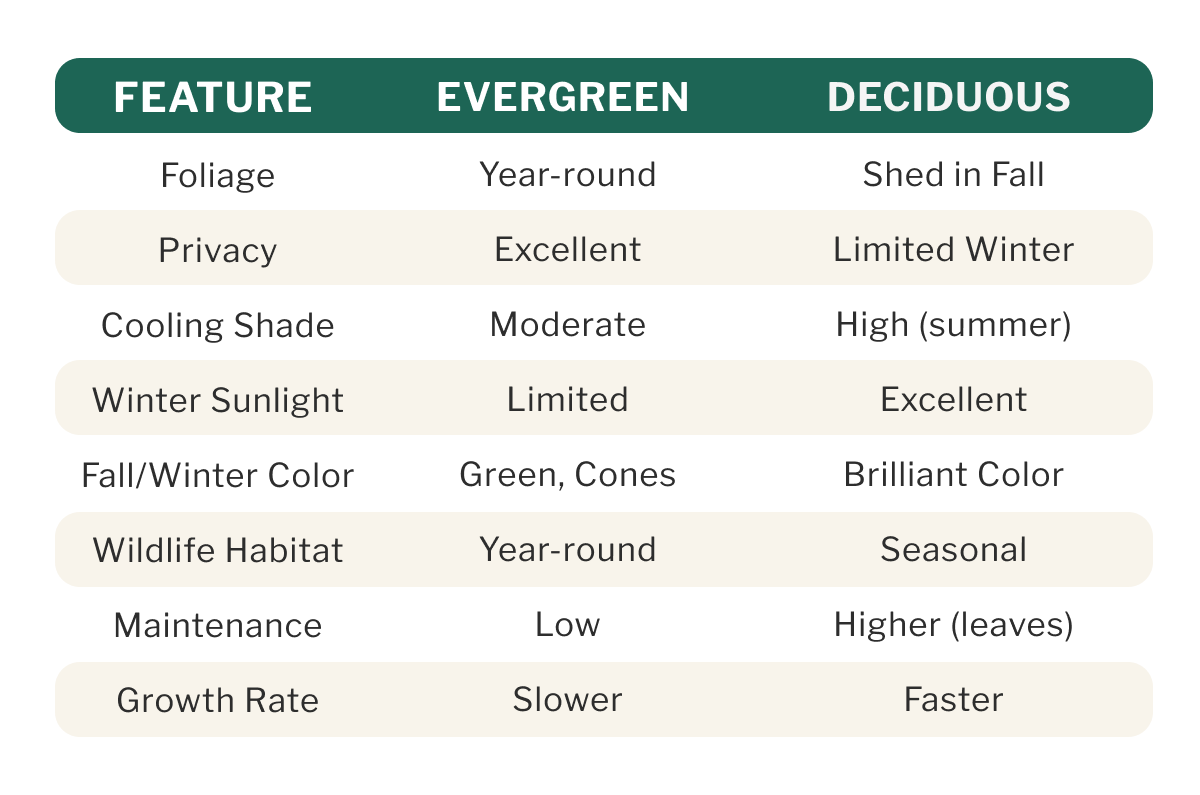 FEATURE EVERGREEN DECIDUOUS