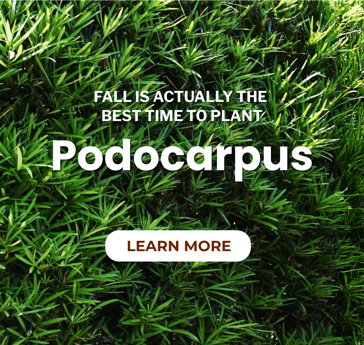 FALLIS ACTUALLY THE BEST TIME TO PLANT  Podocarpuss