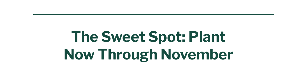 The Sweet Spot: Plant Now Through November