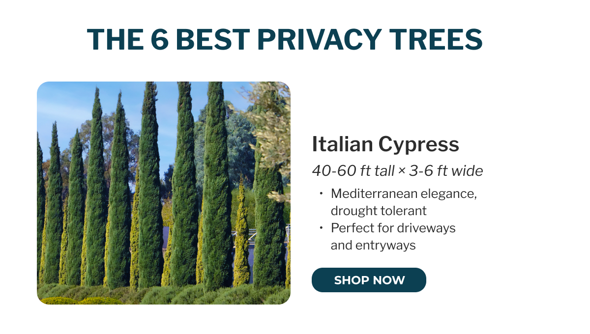 Italian Cypress