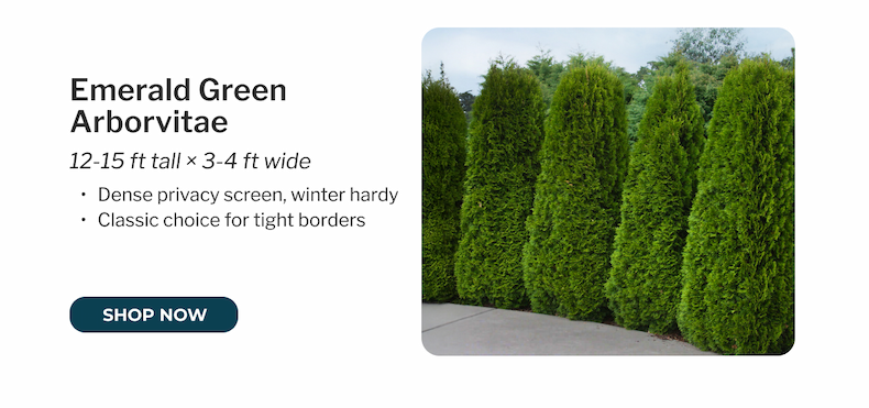 Emerald Green Arborvitae