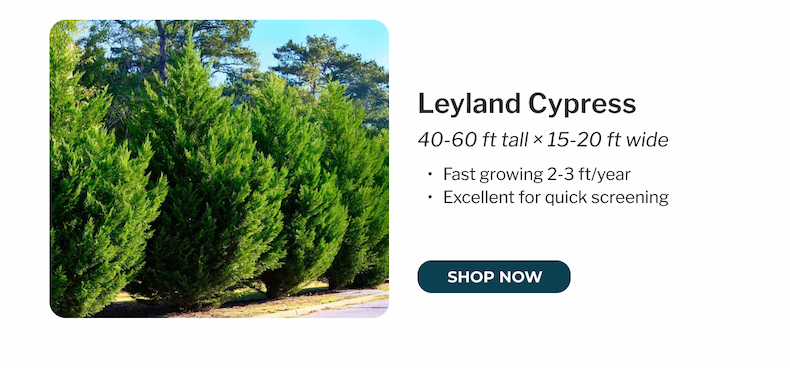 Leyland Cypress