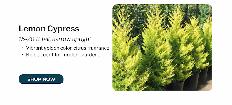 Lemon Cypress