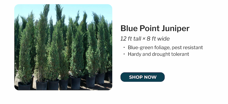 Blue Point Juniper