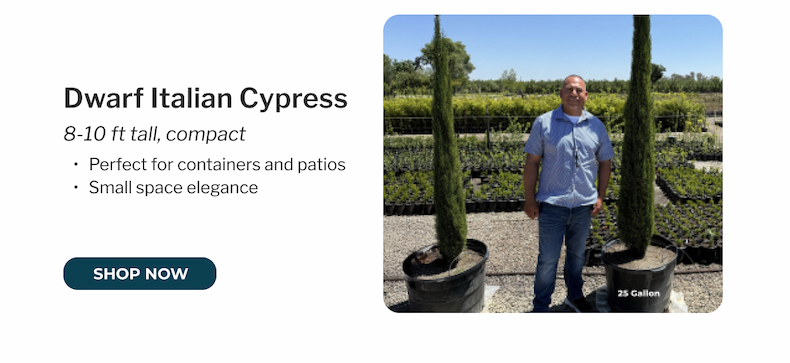 Dwarf Italian Cypress