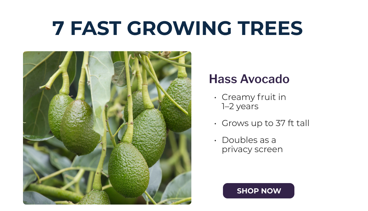 Hass Avocado
