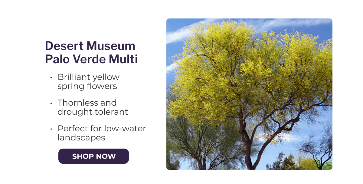Desert Museum Palo Verde Multi