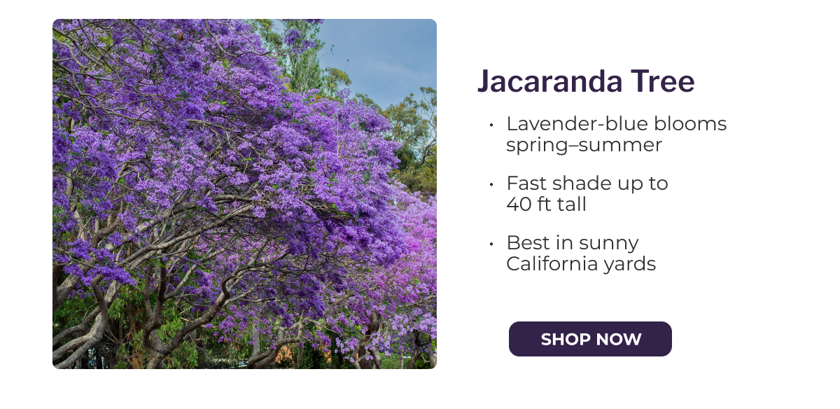 Jacaranda Tree