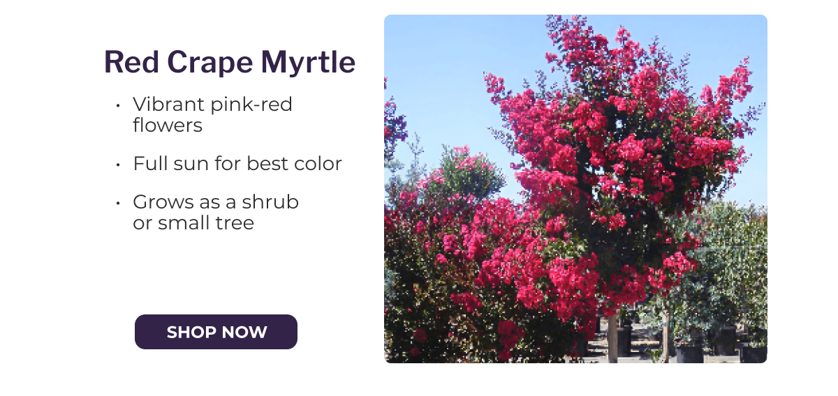 Red Crape Myrtle