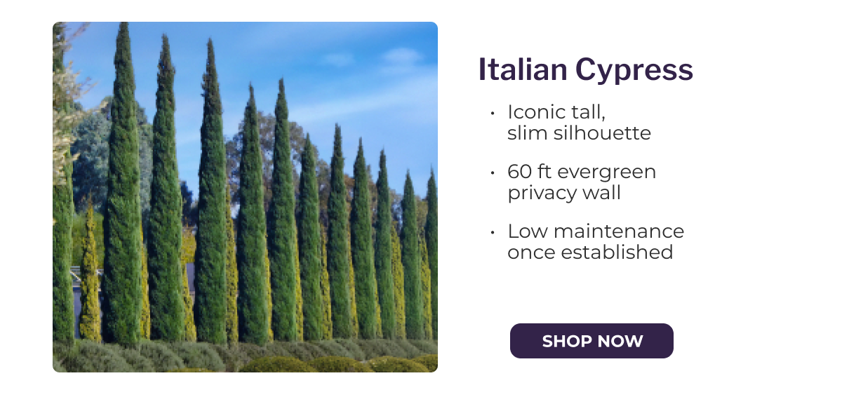 Italian Cypress