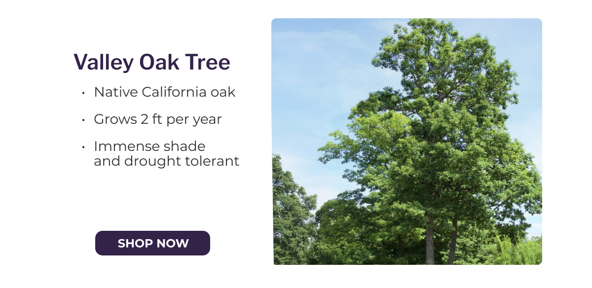 Valley Oak Tree