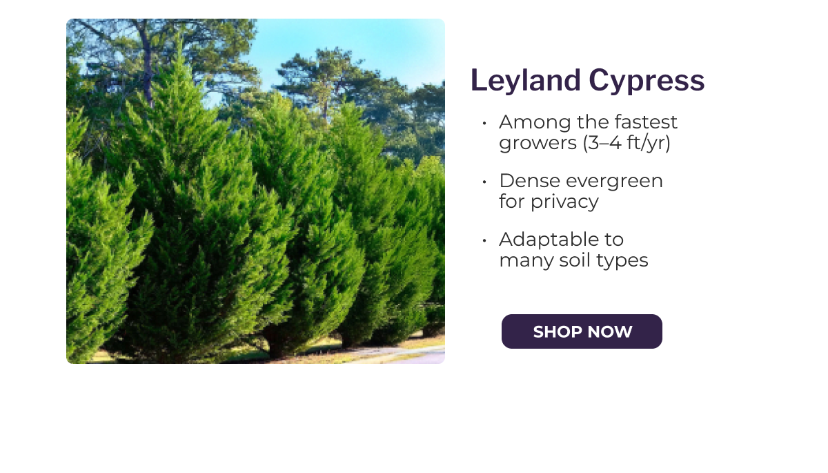 Leyland Cypress
