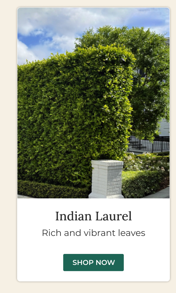 Indian Laurel