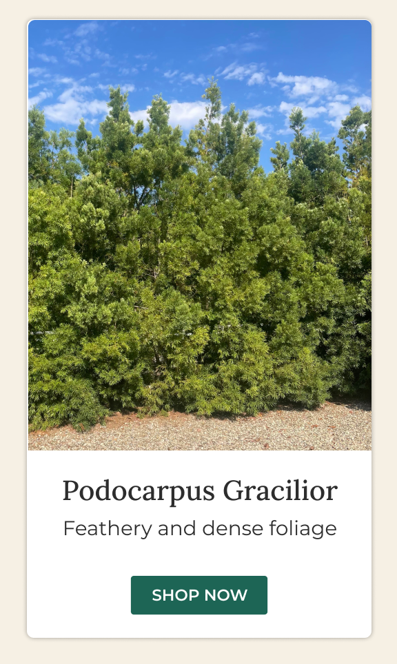 Podocarpus gracilior