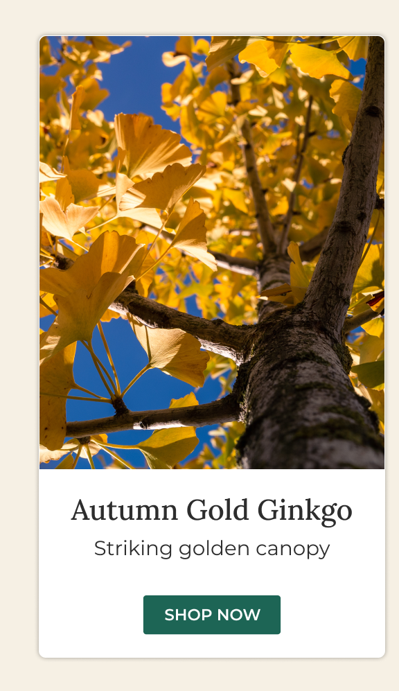 Autumn Gold Ginkgo Tree