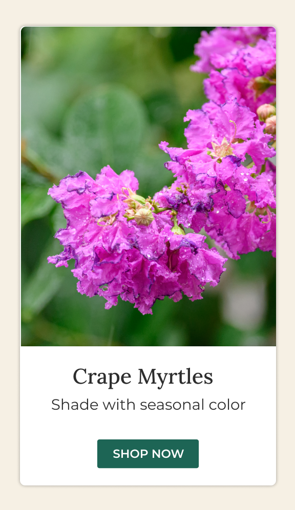 Lilac Crape Myrtle