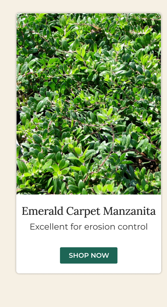 Emerald Carpet Manzanita