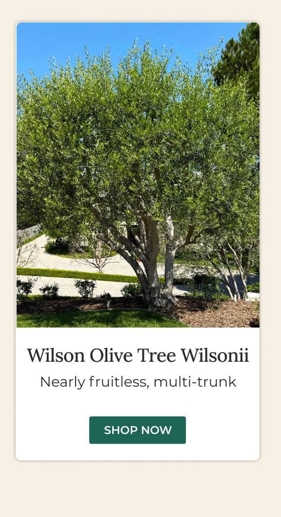 Wilson Olive Tree