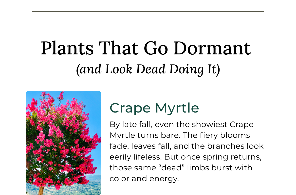 Crape Myrtle
