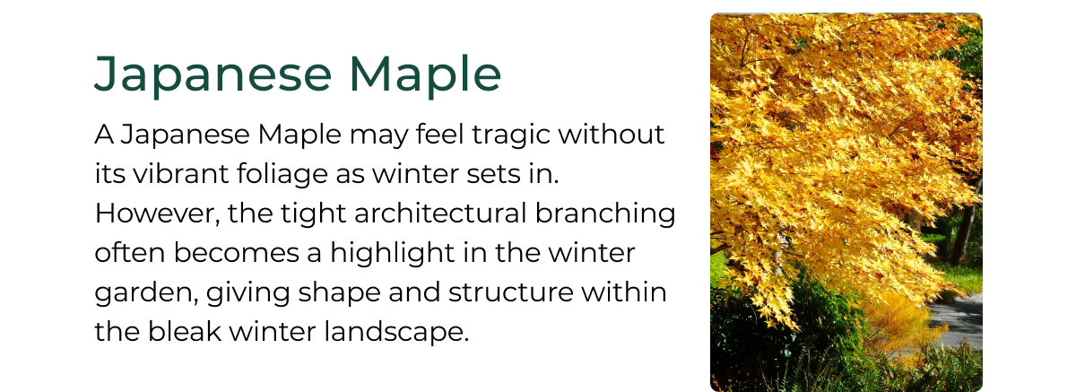 Japanese Maple