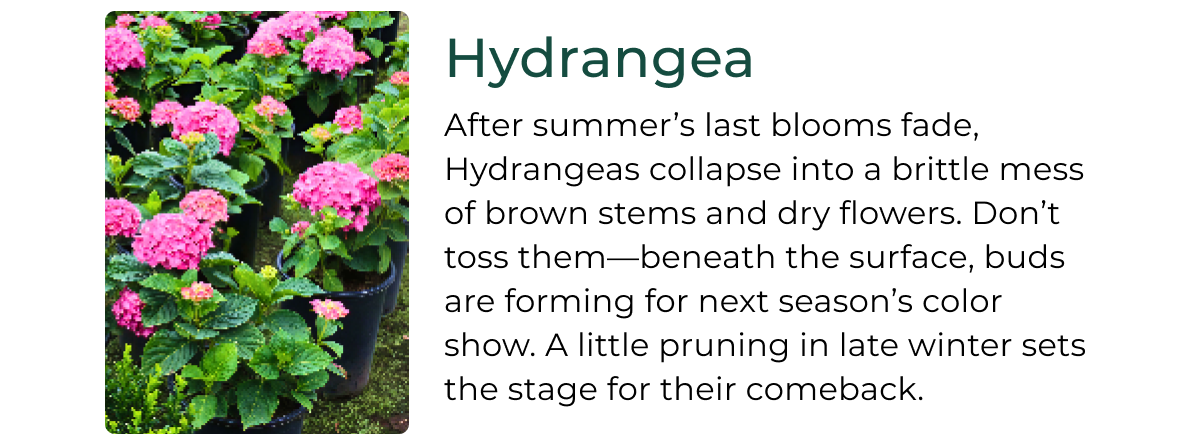 Hydrangea