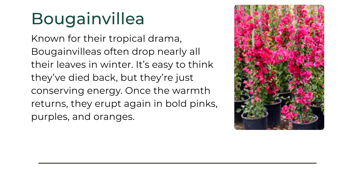Bougainvillea