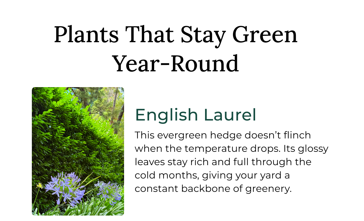 English Laurel