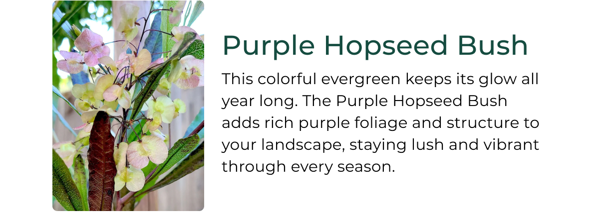 Purple Hopseed Bush