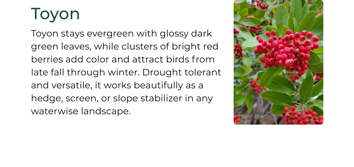 Toyon