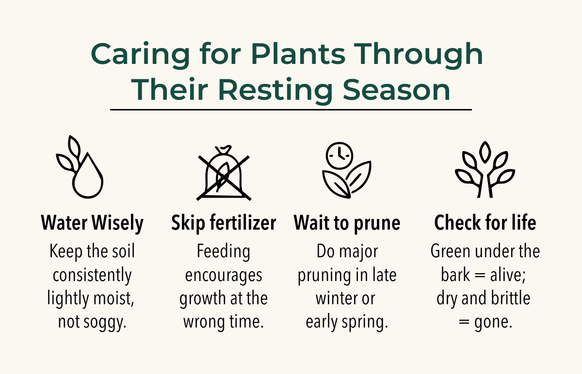 Caring for Plants Through Their Resting Season