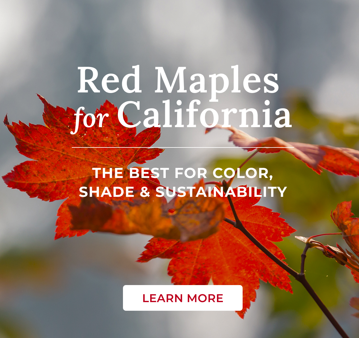 Red Maples for California