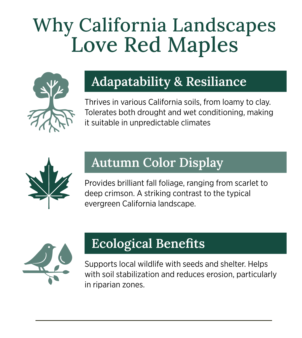 Why California Landscapes Love Red Maples
