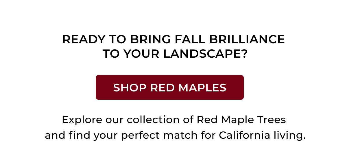 READY TO BRING FALL BRILLIANCE TO YOUR LANDSCAPE?  SHOP RED MAPLES