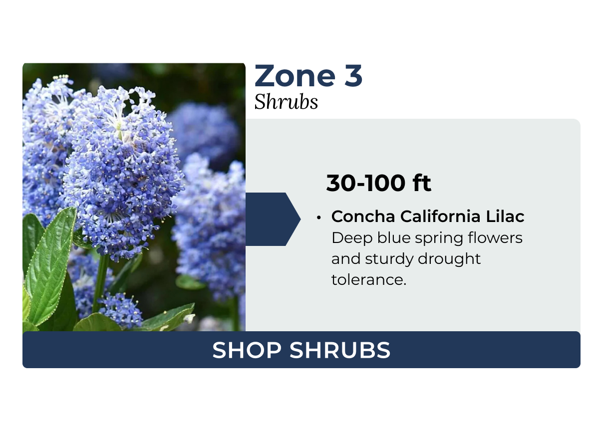 California's palms and evergreens have their charm.