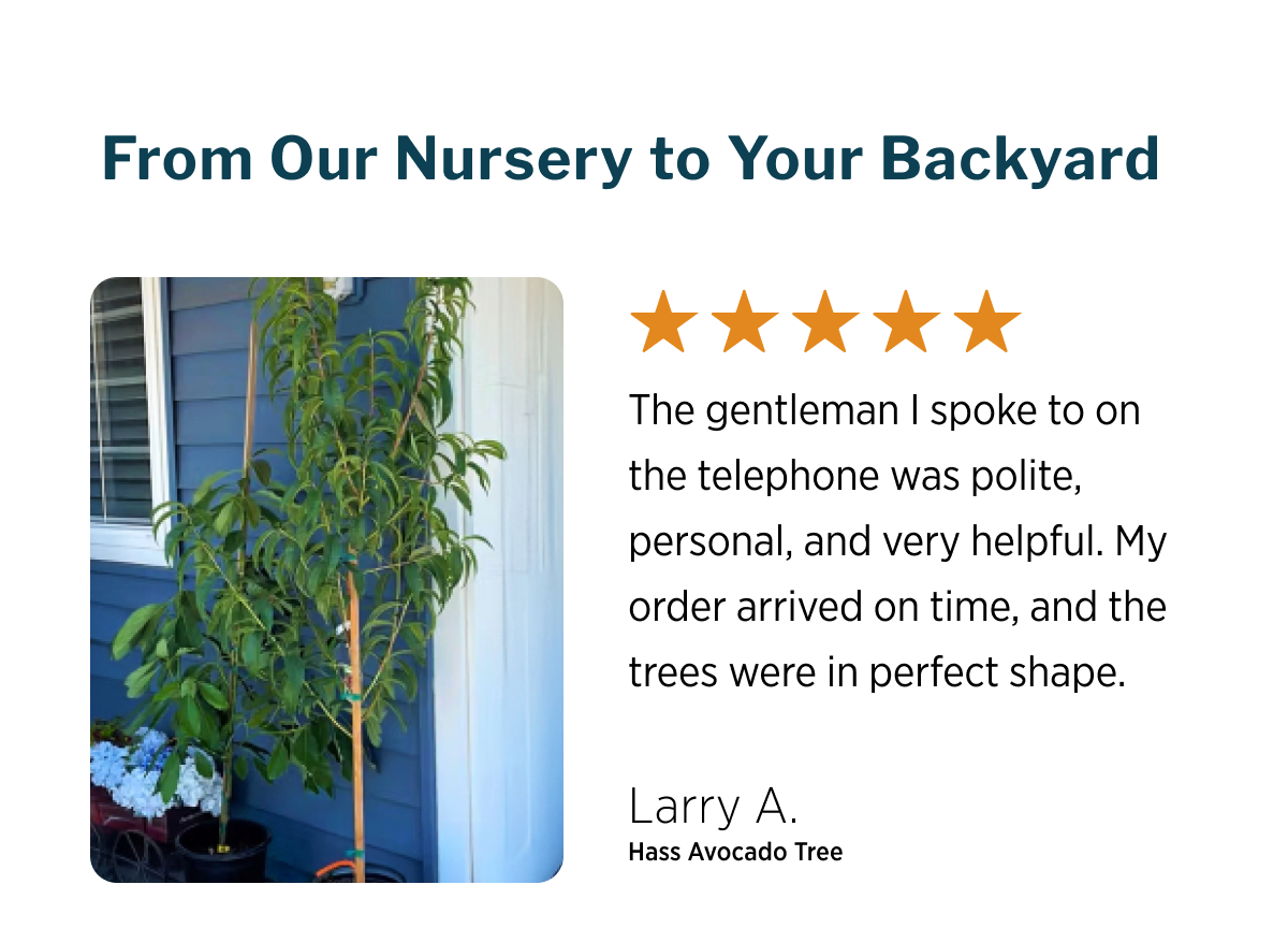 Fast Growing Tree Sale LIMITED-TIME OFFER