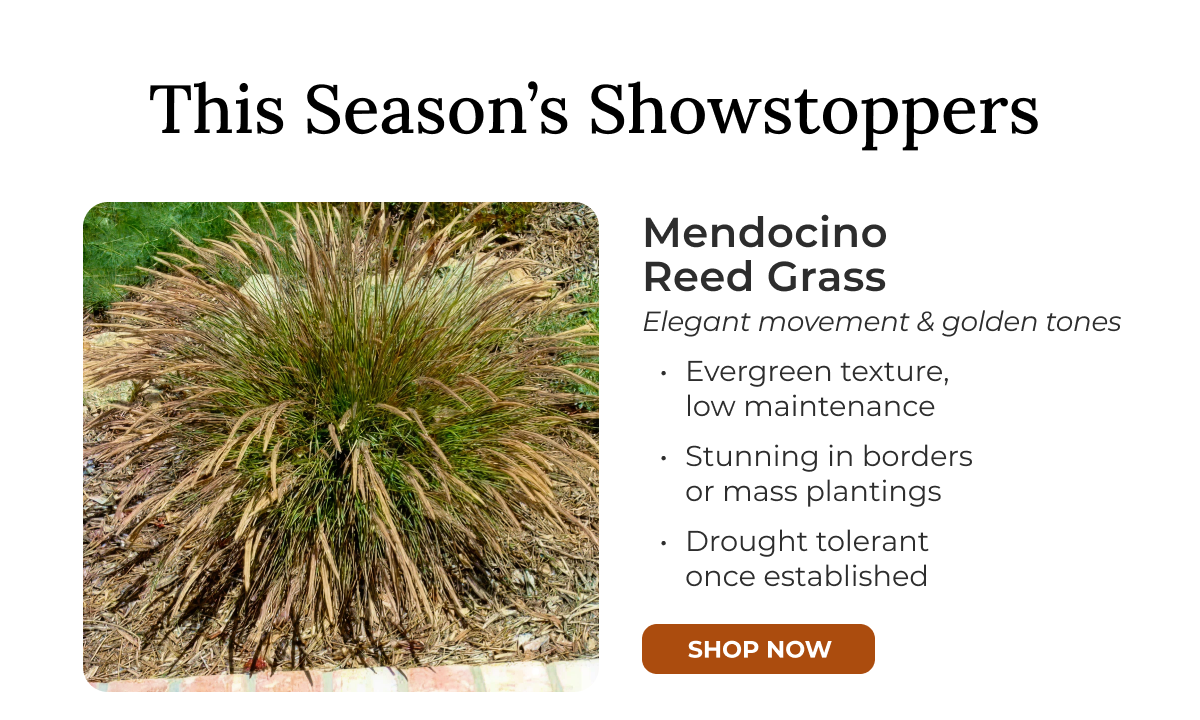 Mendocino Reed Grass