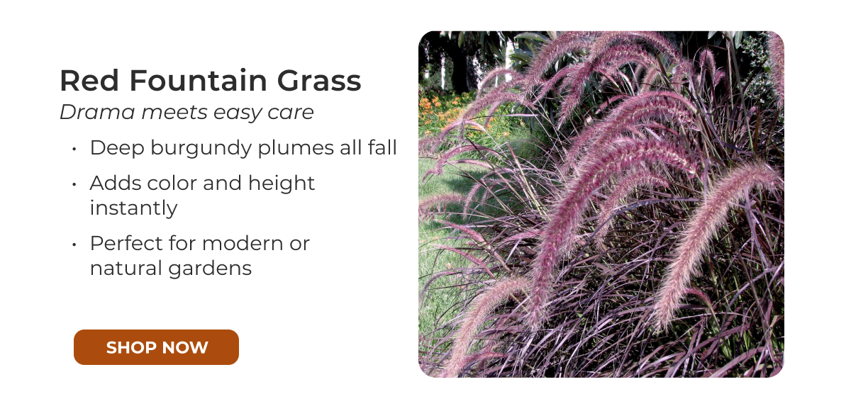 Red Fountain Grass