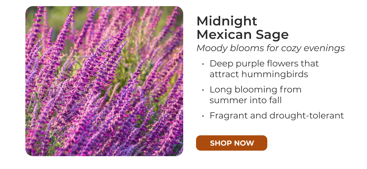 Midnight Mexican Sage