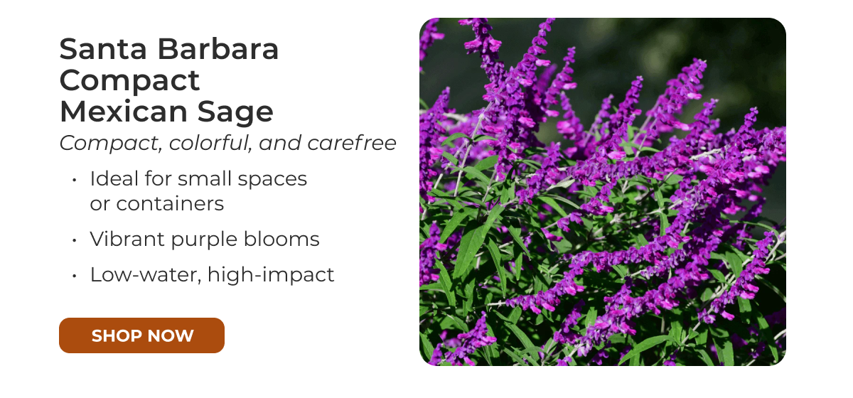 Santa Barbara Compact Mexican Sage