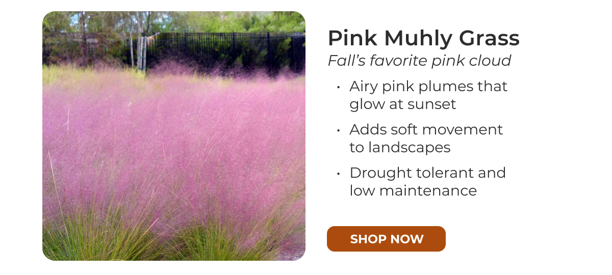 Pink Muhly Grass Fall's favorite pink cloud