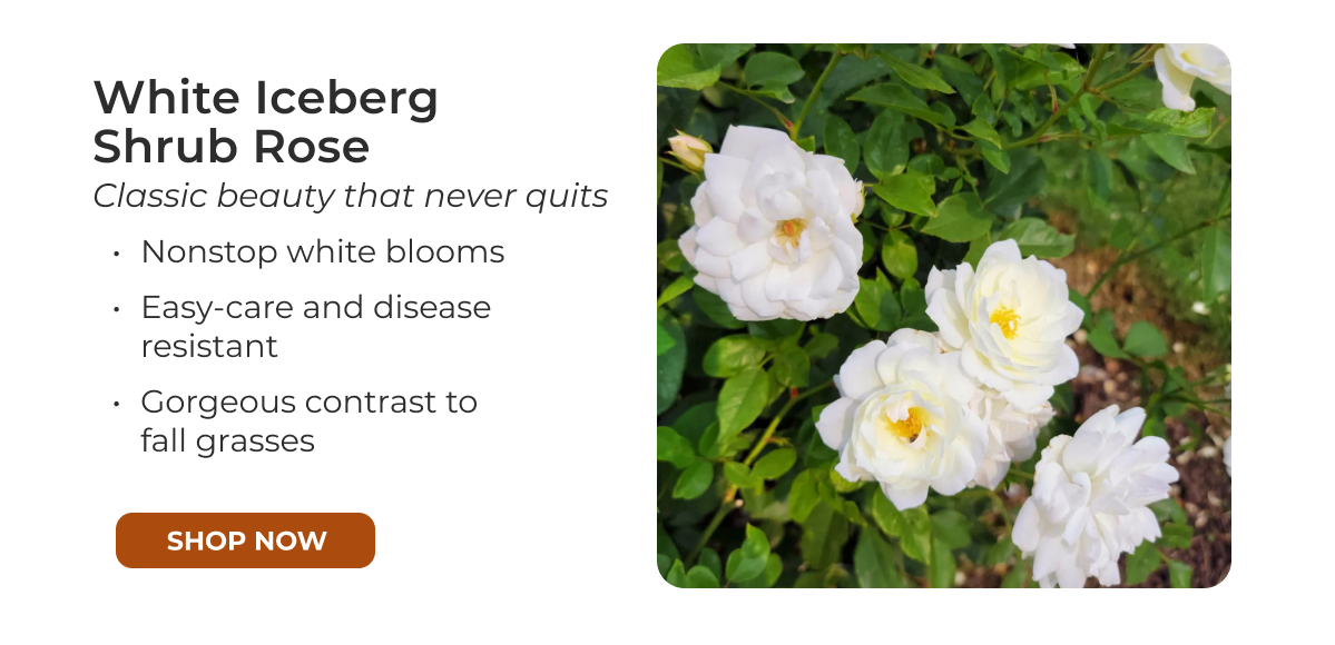 White Iceberg Shrub Rose