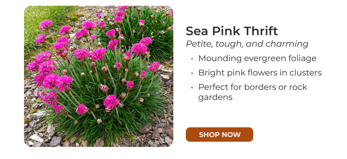Sea Pink Thrift