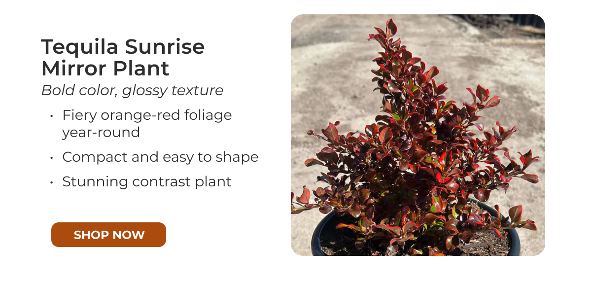 Tequila Sunrise Mirror Plant