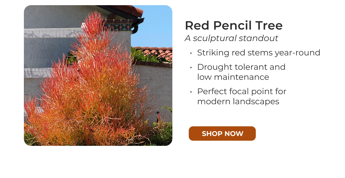 Red Pencil Tree