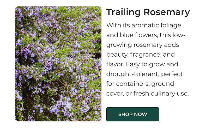 Trailing Rosemary
